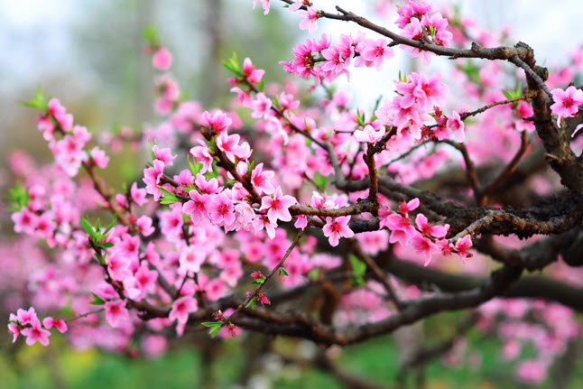 Mùa xuân không chỉ đẹp mà nó còn đem lại may mắn