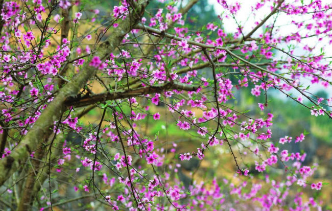 Thơ hay về mùa xuân